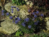 blau Bit-Witwenblume, Schleichende Bergbohnenkraut Schafs