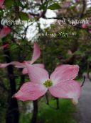 rosa Asiatischer Blüten-Hartriegel, Hartriegel Chinesisch, Japanisch Hartriegel