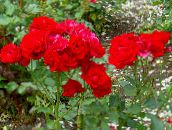 červená Polyantky Růže