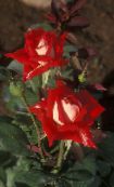 červená Grandiflora Růže