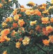 orange Rambler Rose, Kletterrose