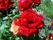červená Hybrid Čajové Růže
