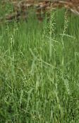 grün Bowles Goldenen Gras, Goldhirse Gras, Vergoldetem Holz Hirse Getreide