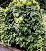 dunkel-grün Dioscorea Caucasica Dekorative-Laub