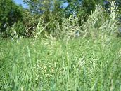 hell-grün Duft Heilige Gras, Sweetgrass, Seneca Gras, Vanille Gras, Büffelgras, Zebrovka Getreide