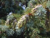 golden Douglasie, Oregon Pine, Rottanne, Gelb Tanne, Fichte Falsch