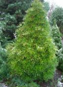 hell-grün Japanese Umbrella Pine
