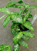 foto Topfpflanzen Goldstaub Dracaena, Dracaena godseffiana grün